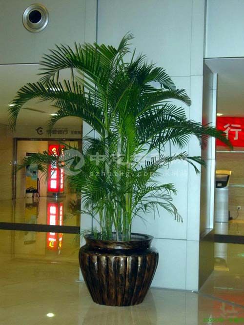 辦公樓擺什么綠植旺風(fēng)水 散尾葵